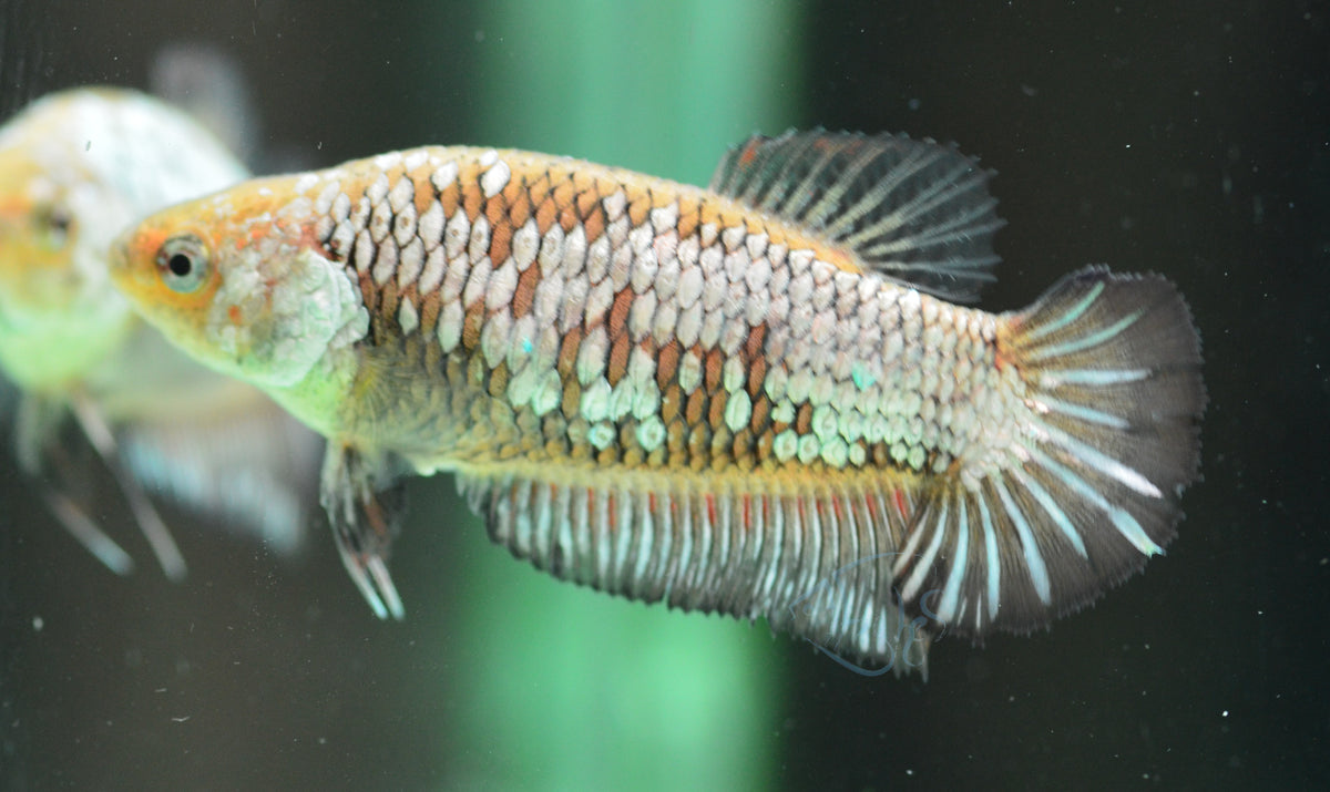 Black Dragon HMPK Female