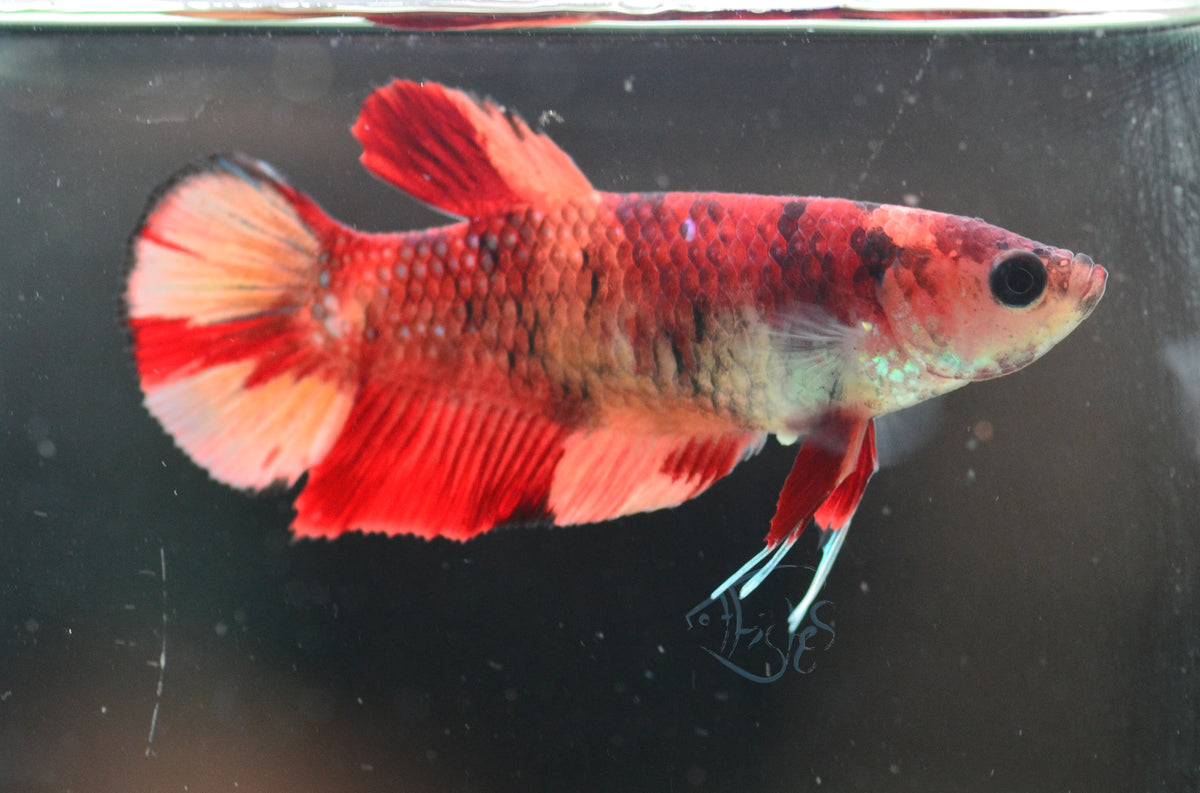 Nemo HMPK Female