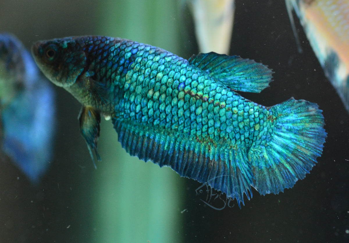 Turquoise HMPK Female