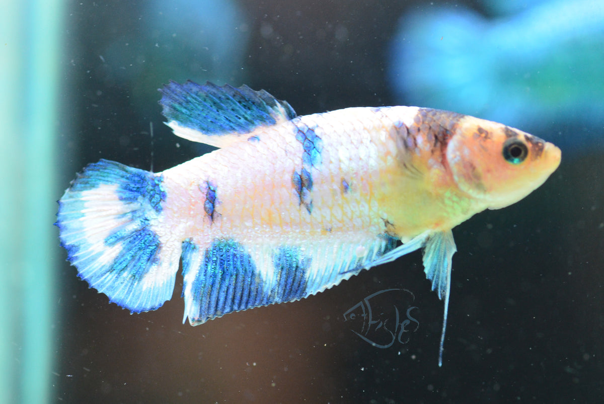Blue Marble HMPK Female