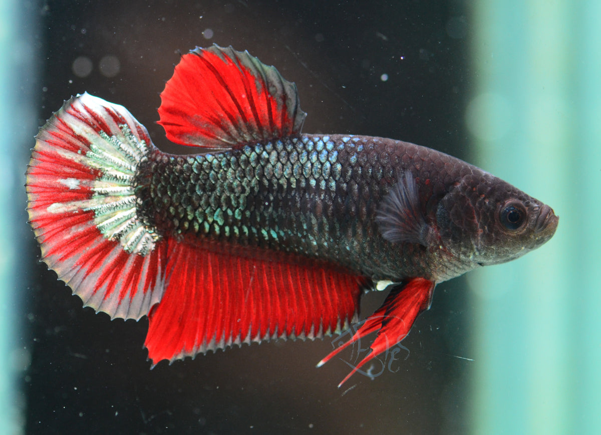 Copper Red HMPK Female