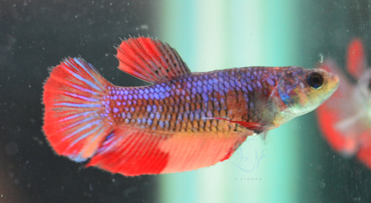 Nemo HMPK Female