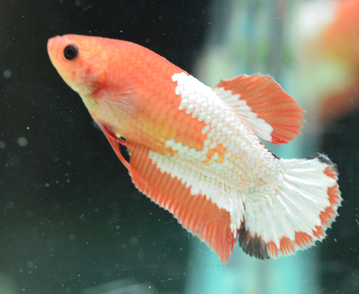 Copper Orange HMPK Female