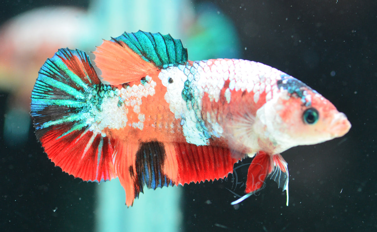 Nemo Galaxy HMPK Female