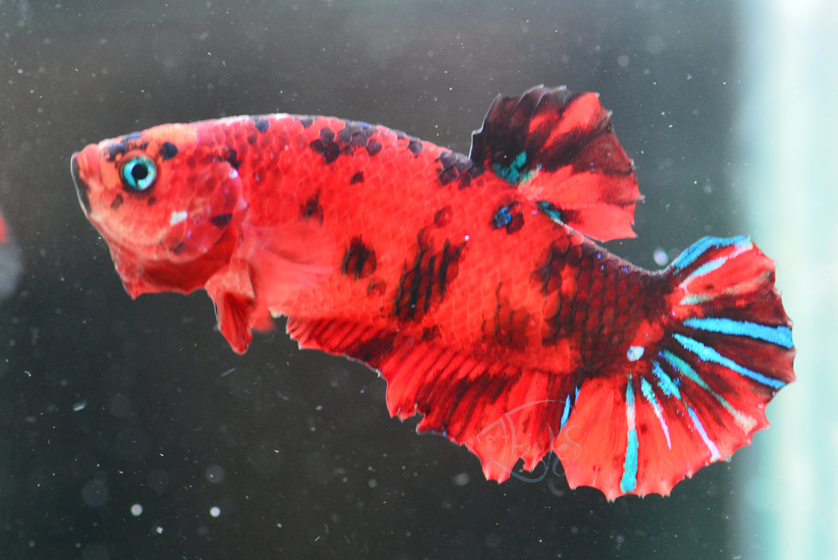 Tiger Nemo HMPK Female