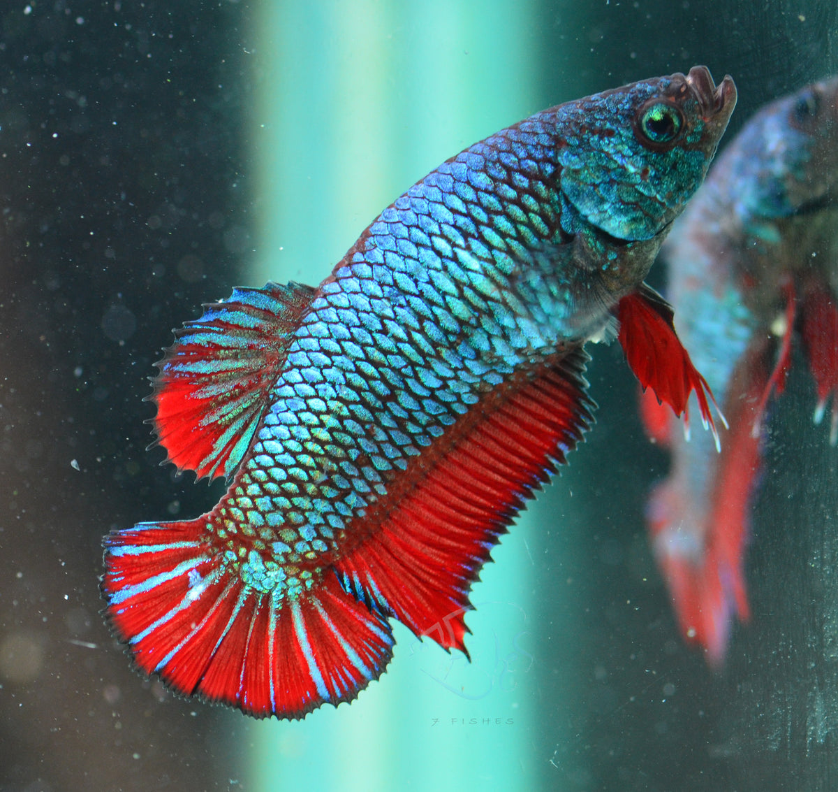 Turquoise Bicolour HMPK Female