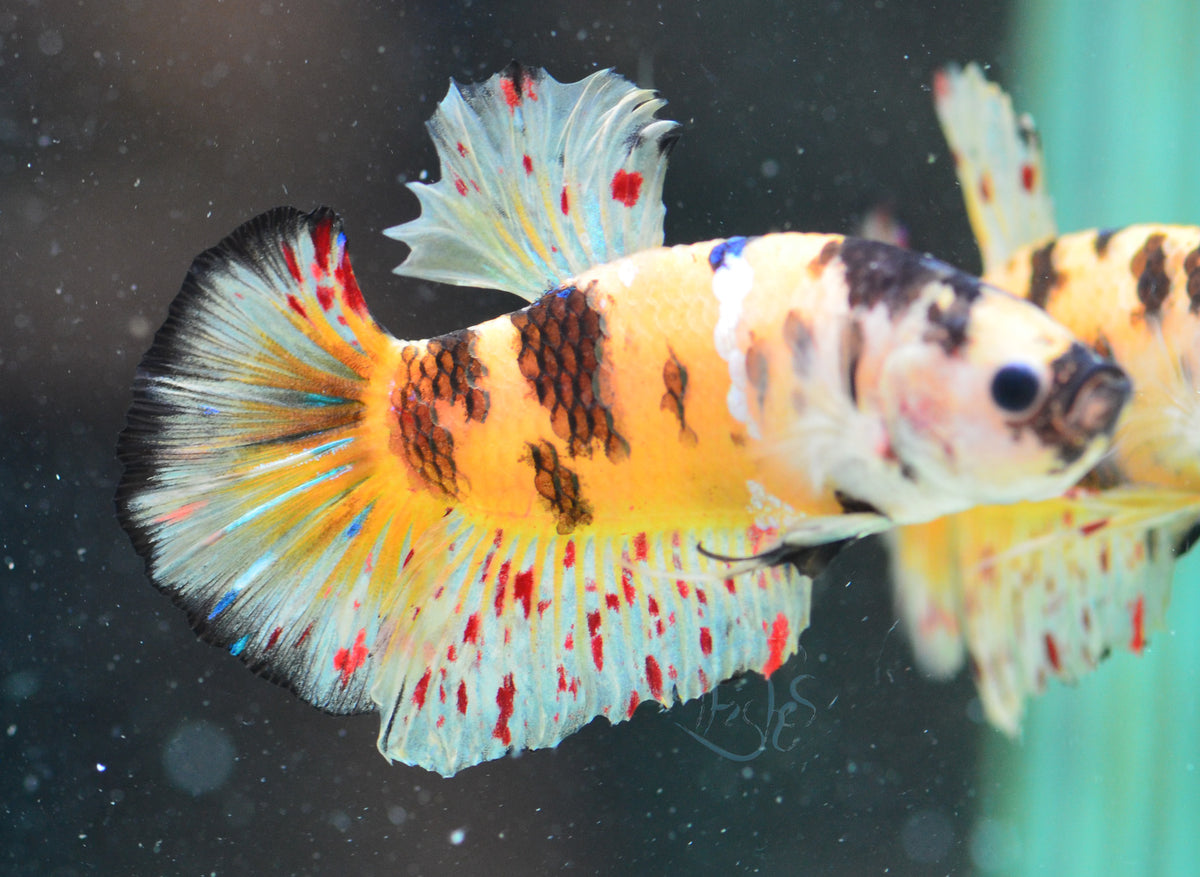 Yellow Koi Vanda HMPK Male