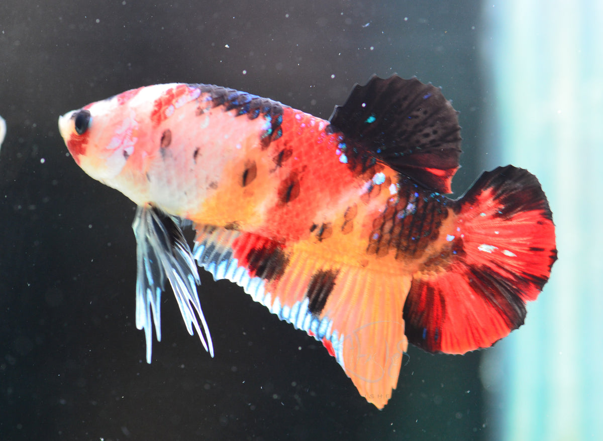 Nemo HMPK Male