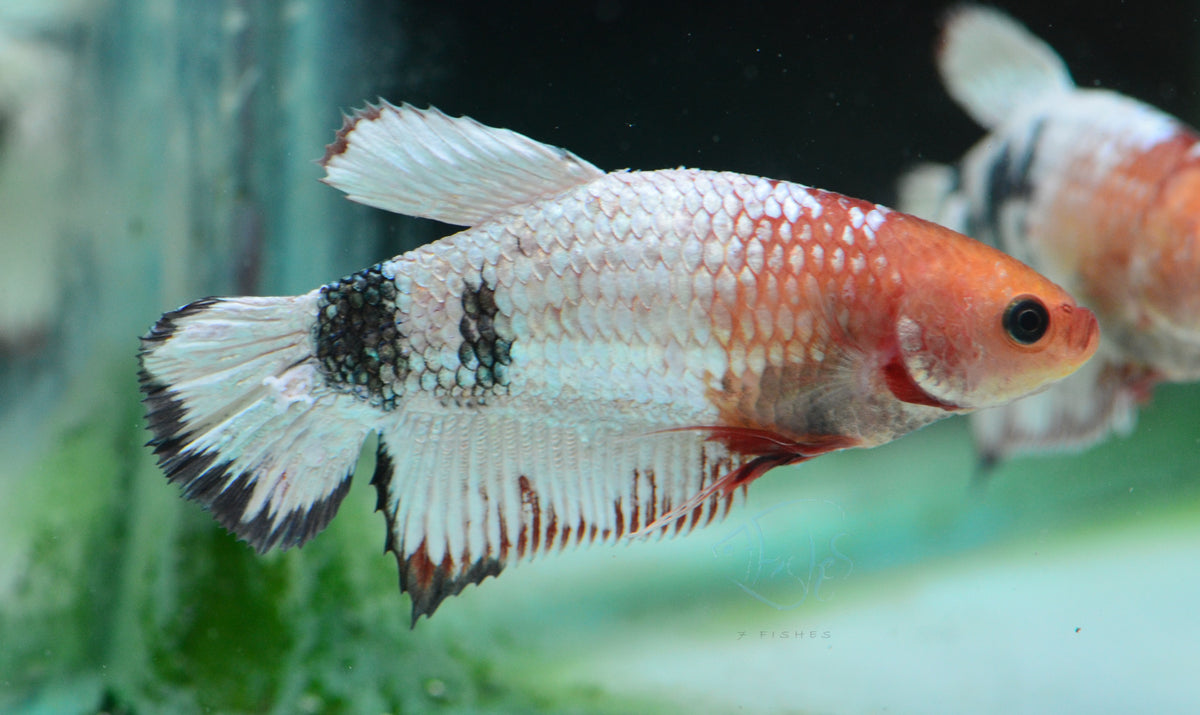 Copper Platinum HMPK Female