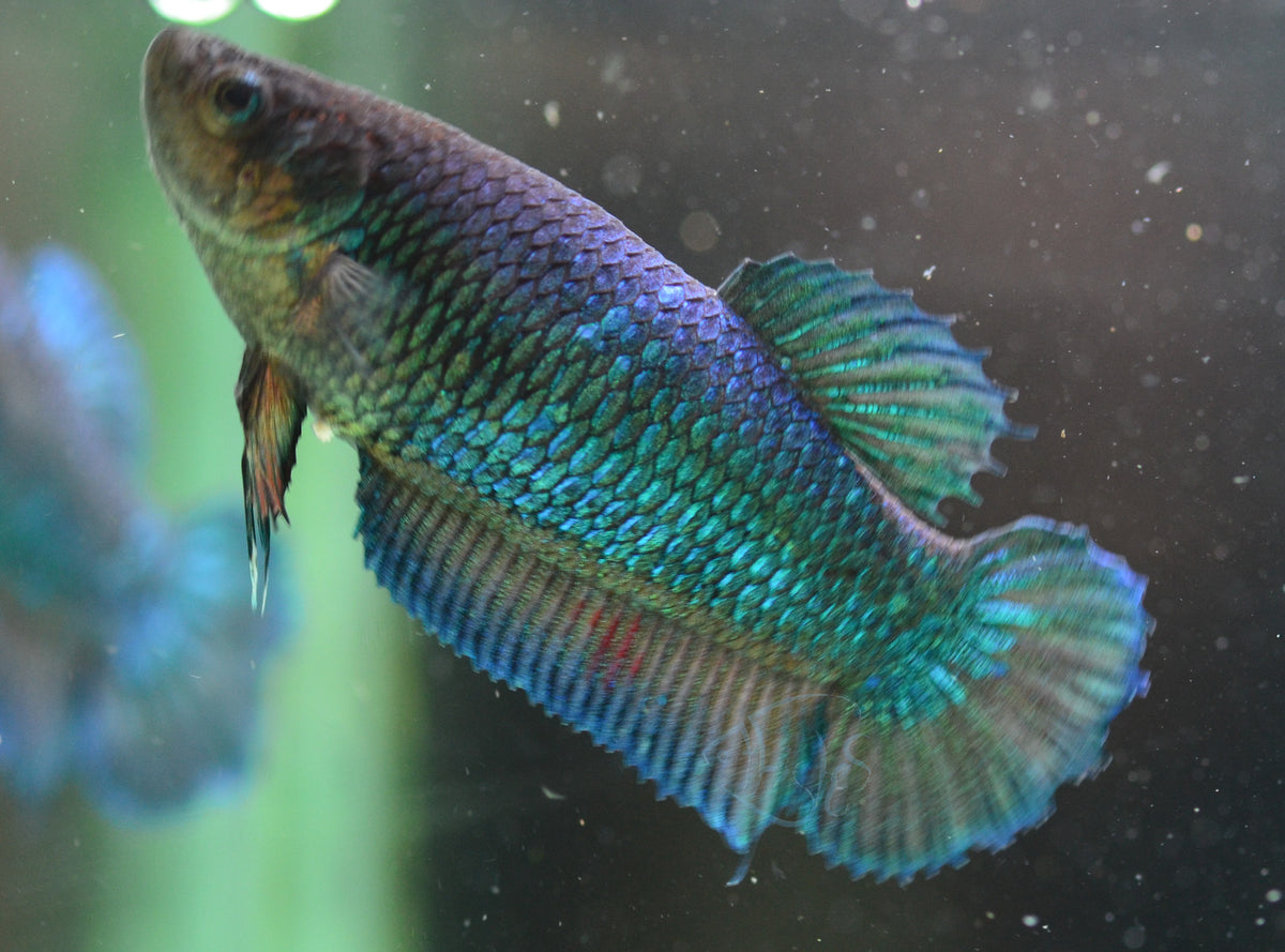 Turquoise HMPK Female