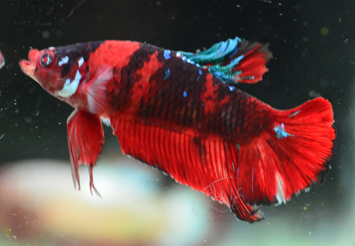 Red Koi HMPK Male