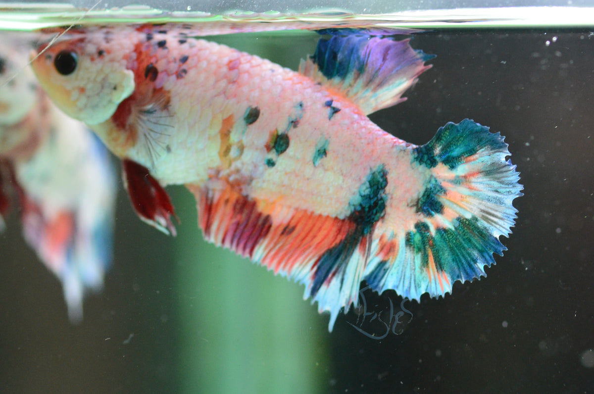 Candy HMPK Female