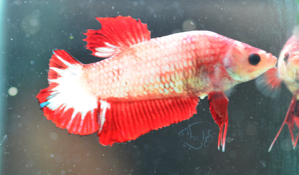 Red Fancy HMPK Female