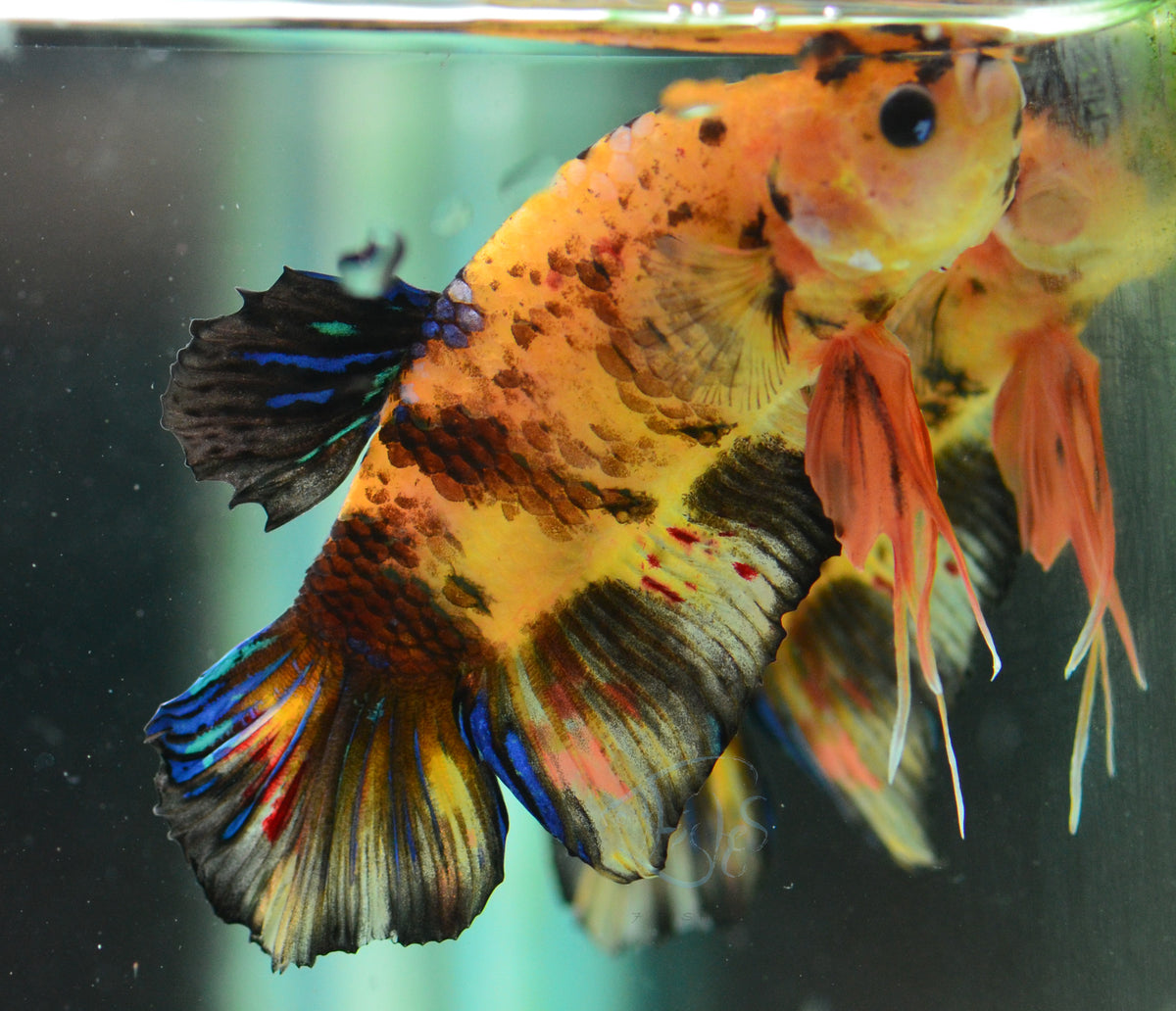 Yellow Koi HMPK Male