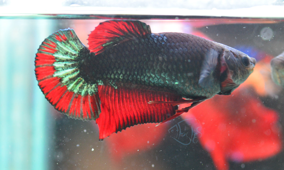 Copper Red HMPK Female