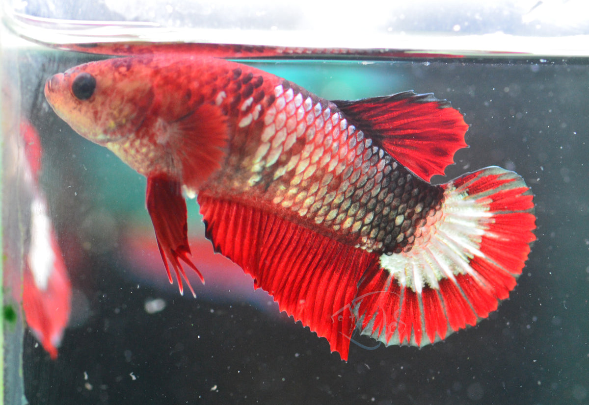 Red Fancy HMPK Female