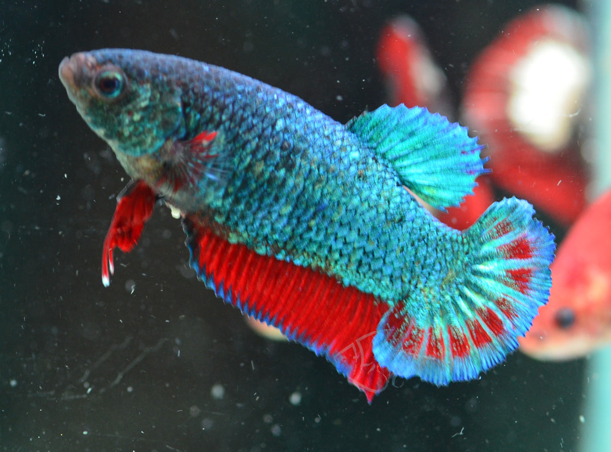 Turquoise Bicolour HMPK Female