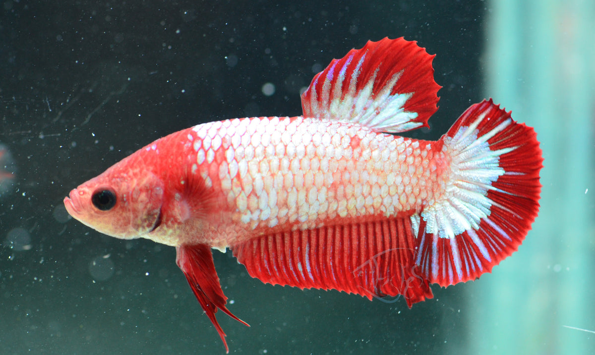 Red Fancy HMPK Female