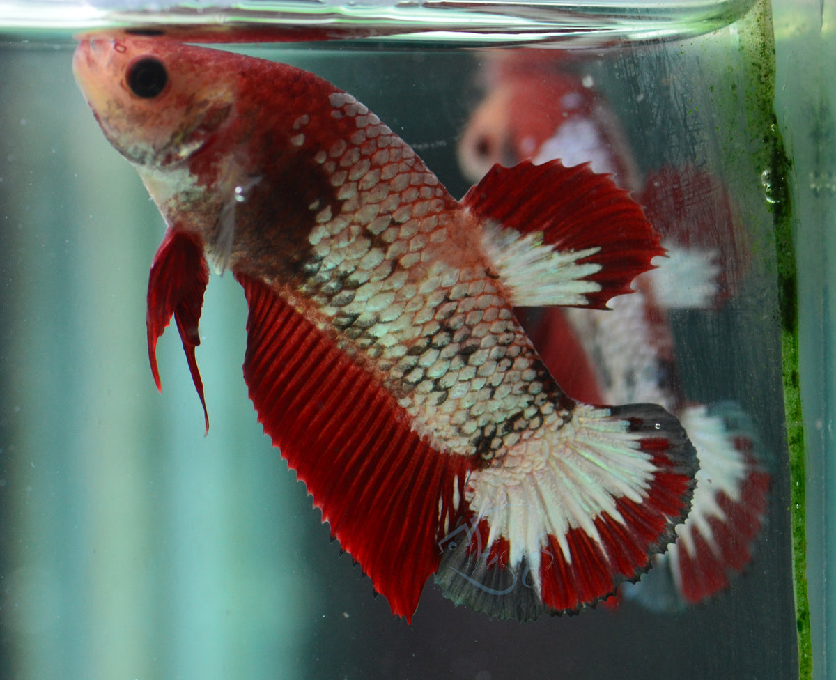 Red Fancy HMPK Female