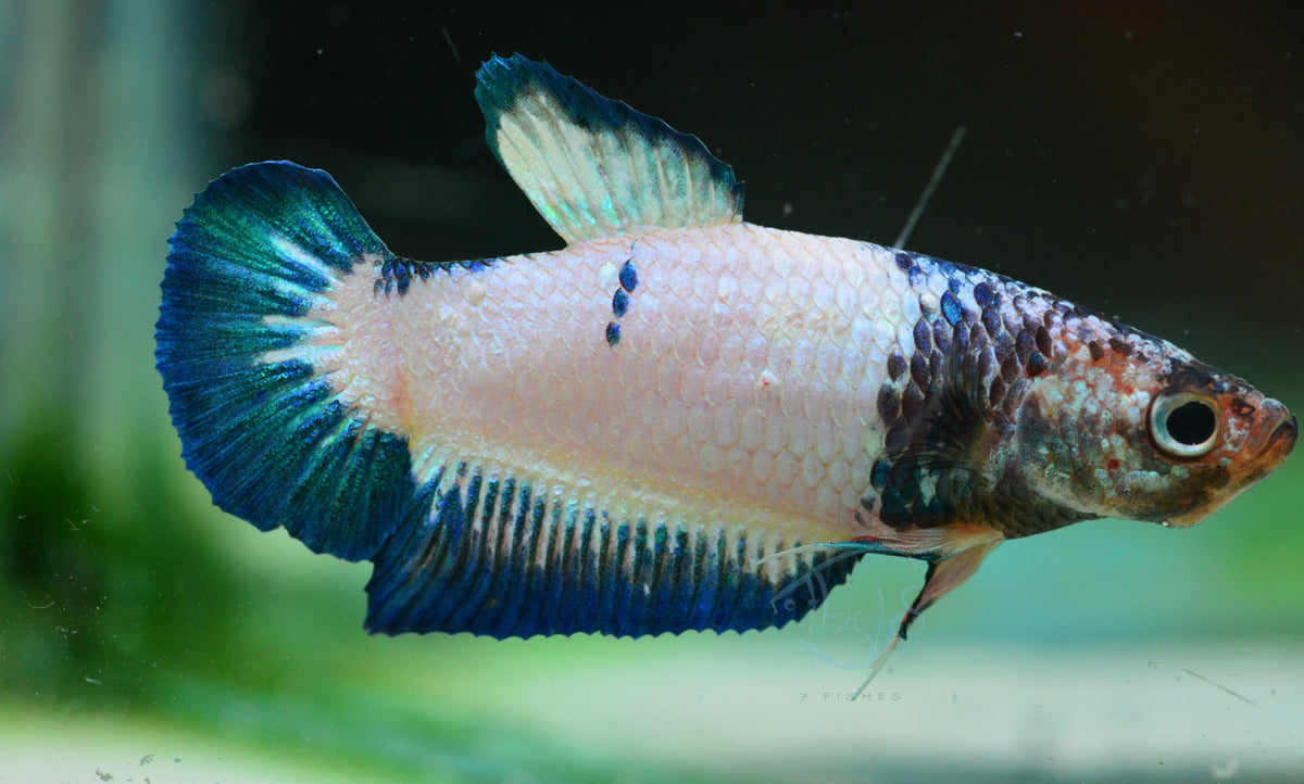 Blue Rim HMPK Female