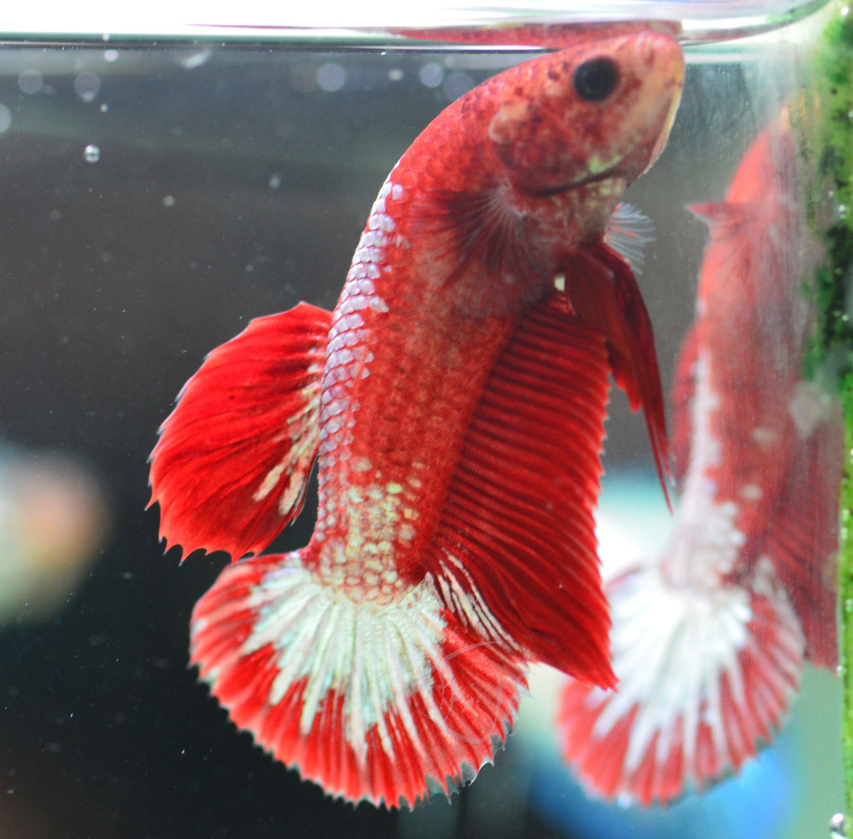 Copper Fancy HMPK Female