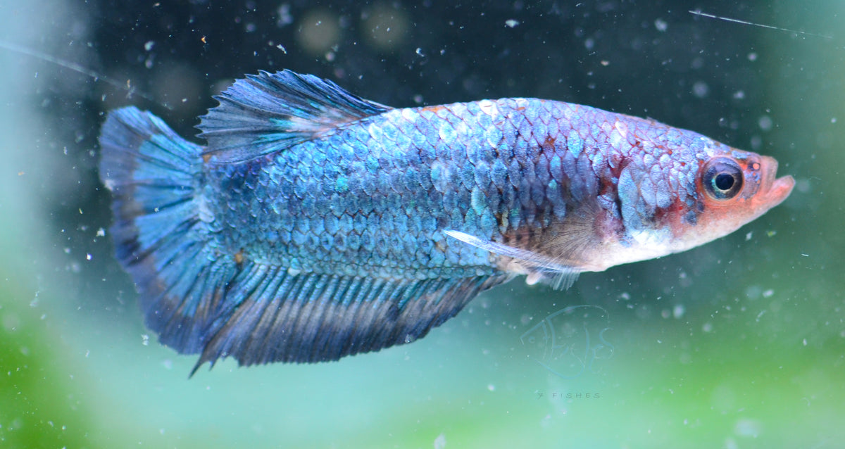 Blue Marble HMPK Female