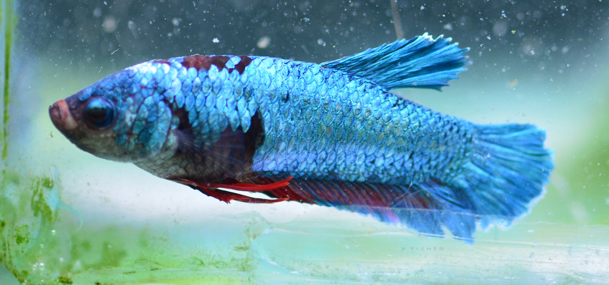 Turquoise HMPK Female