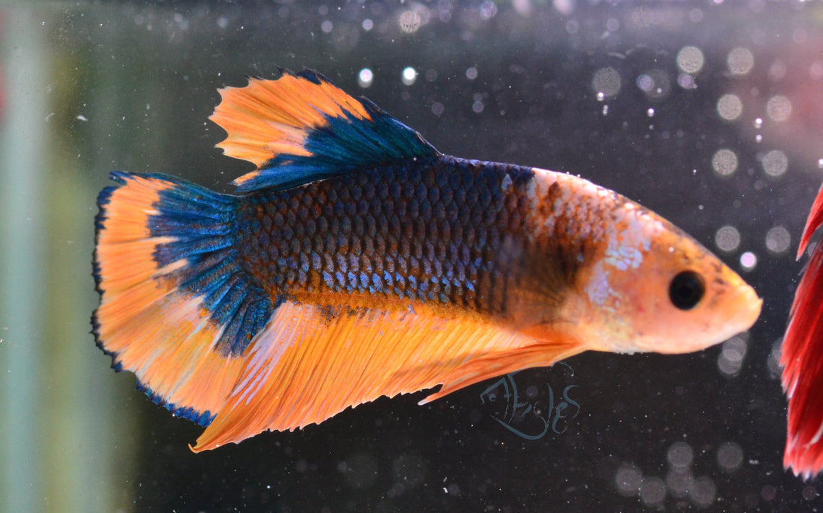 Yellow Hellboy HMPK Male