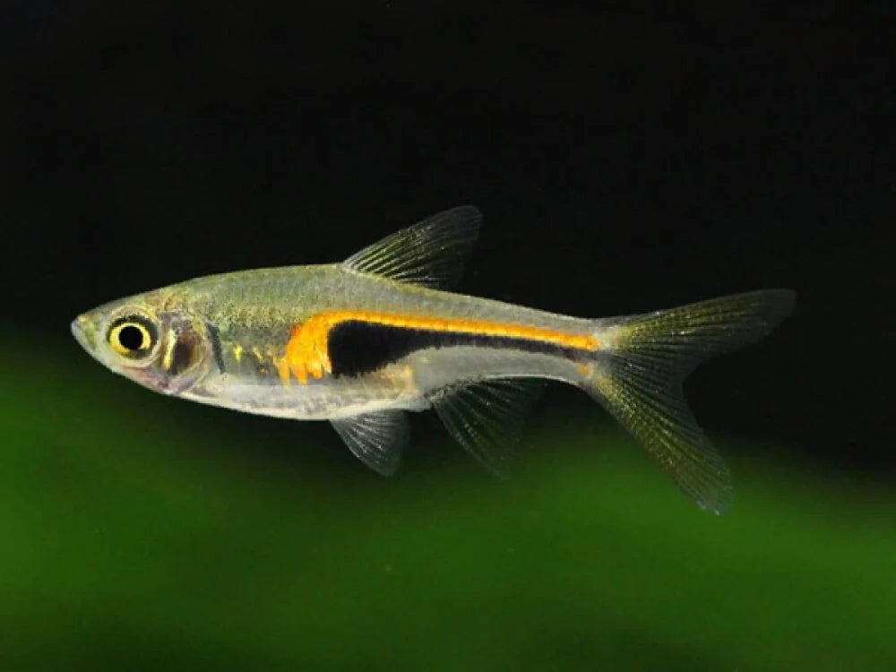 Glowlight Rasbora