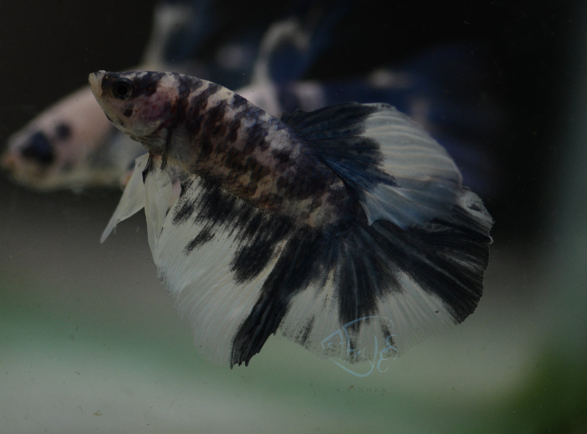 Assorted Blue Marble Delta-tail Male