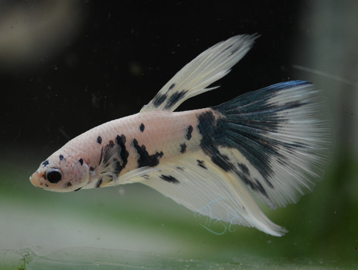 Assorted Blue Marble Delta-tail Male