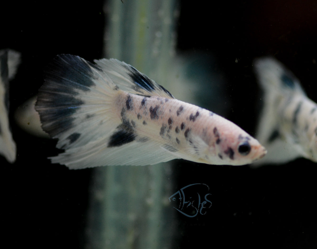 Assorted Blue Marble Delta-tail Male