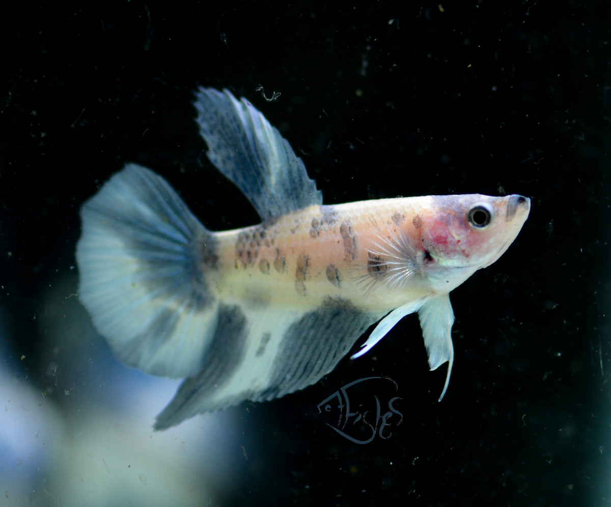 Blue Marble Delta-tail Female