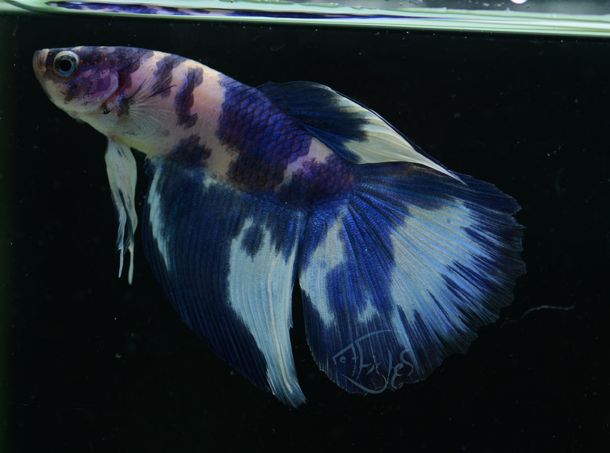 Assorted Blue Marble Delta-tail Male