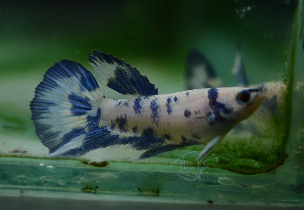 Blue Marble Delta-tail Female