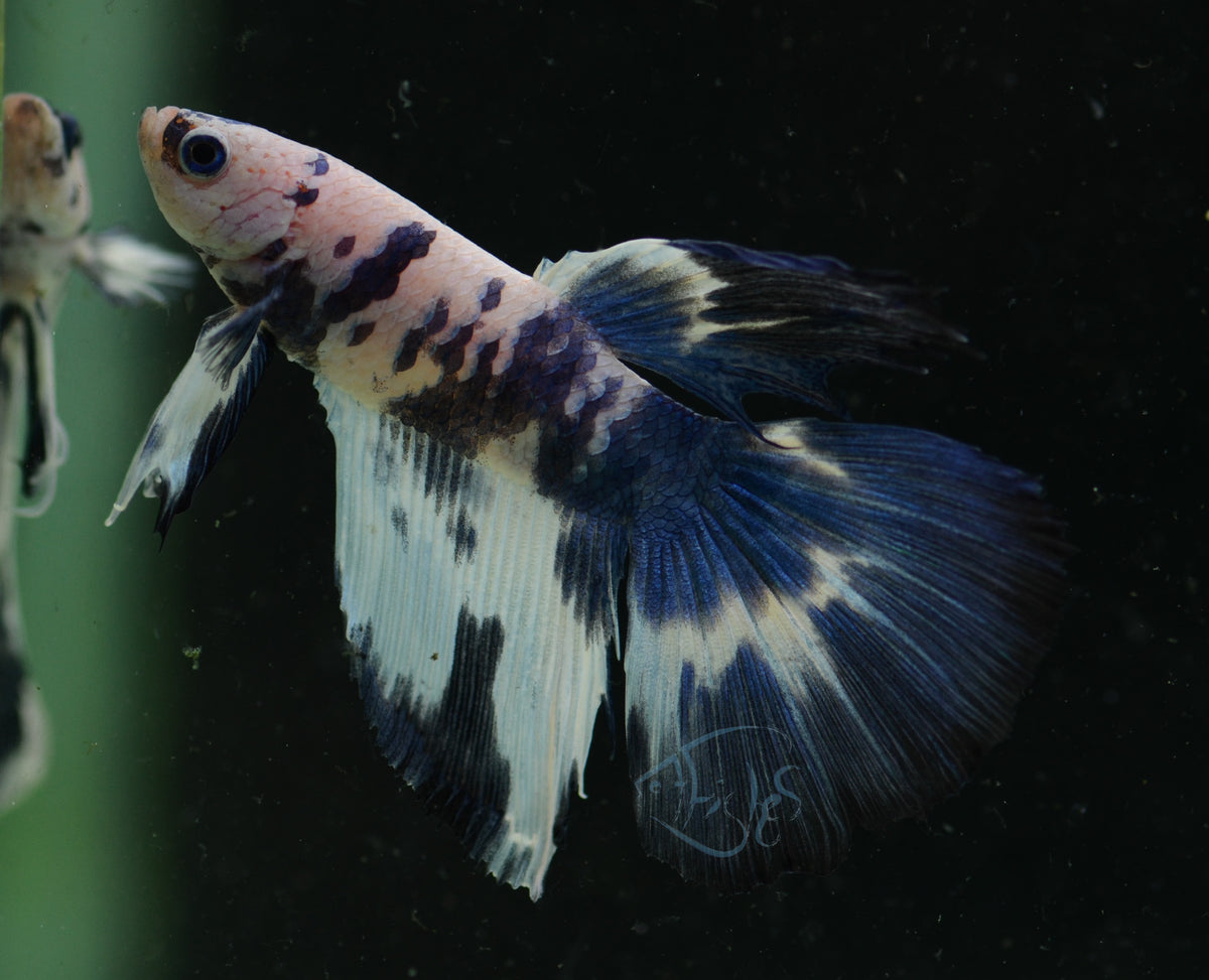 Assorted Blue Marble Delta-tail Male