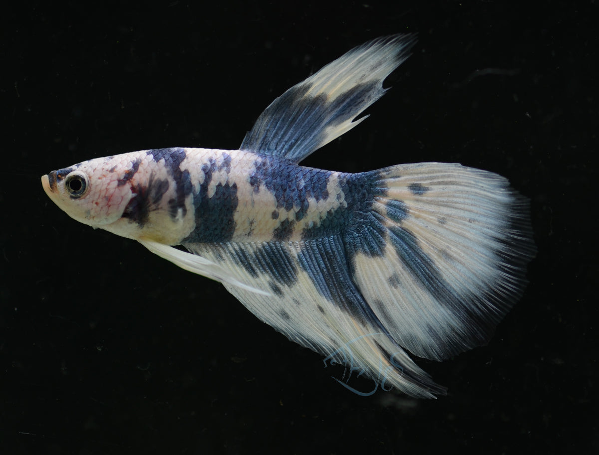 Assorted Blue Marble Delta-tail Male