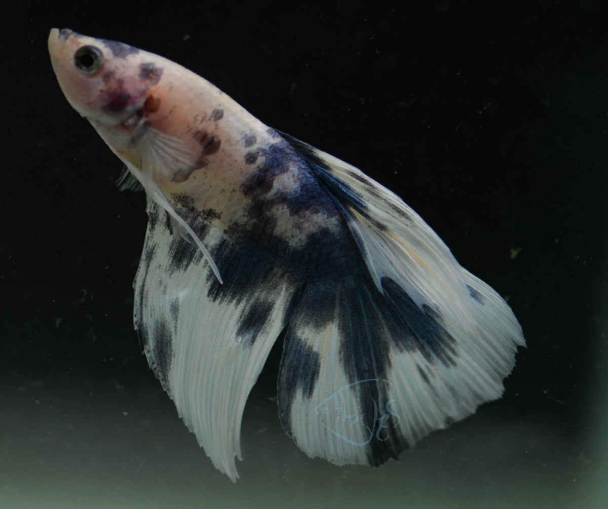 Assorted Blue Marble Delta-tail Male