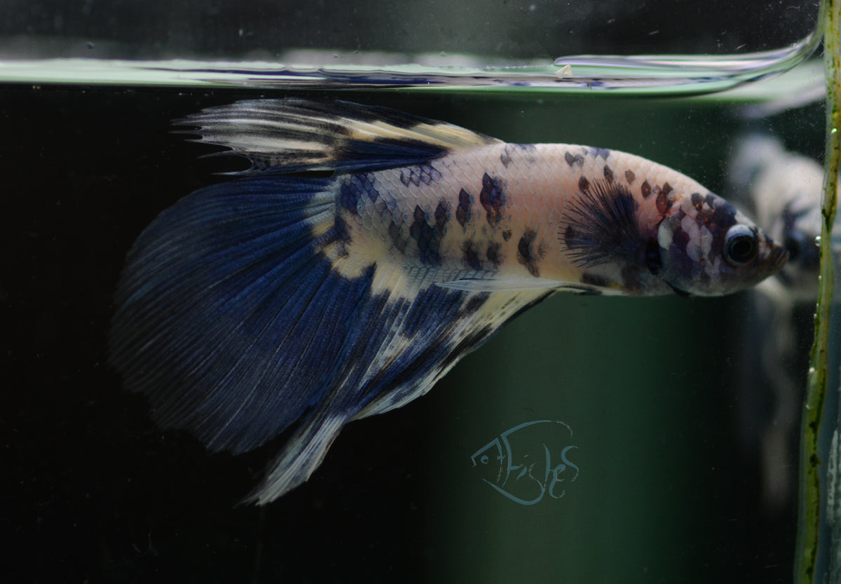 Assorted Blue Marble Delta-tail Male