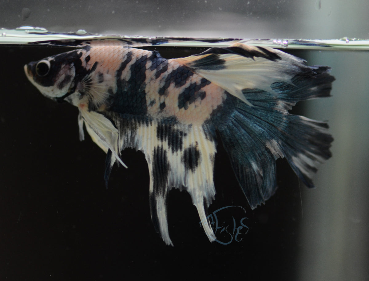 Assorted Blue Marble Delta-tail Male *Nipped Fins*