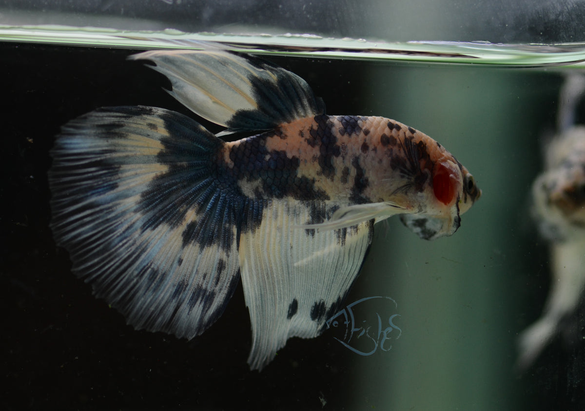 Assorted Blue Marble Delta-tail Male