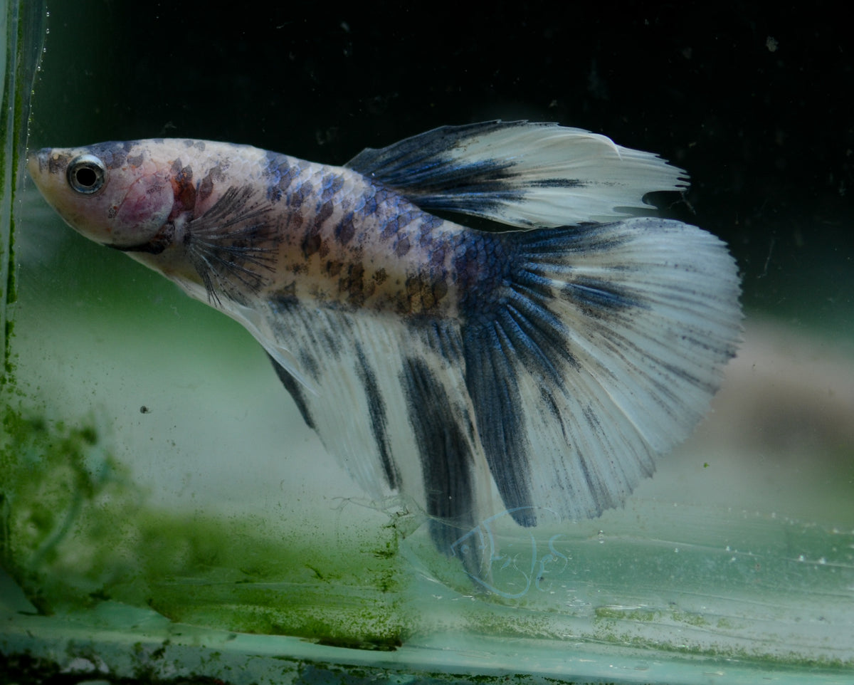 Assorted Blue Marble Delta-tail Male