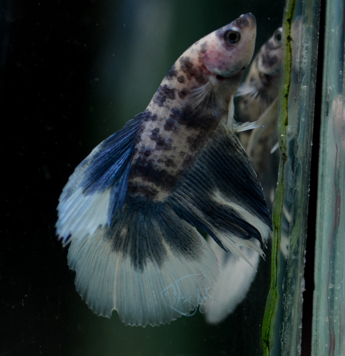 Assorted Blue Marble Delta-tail Male