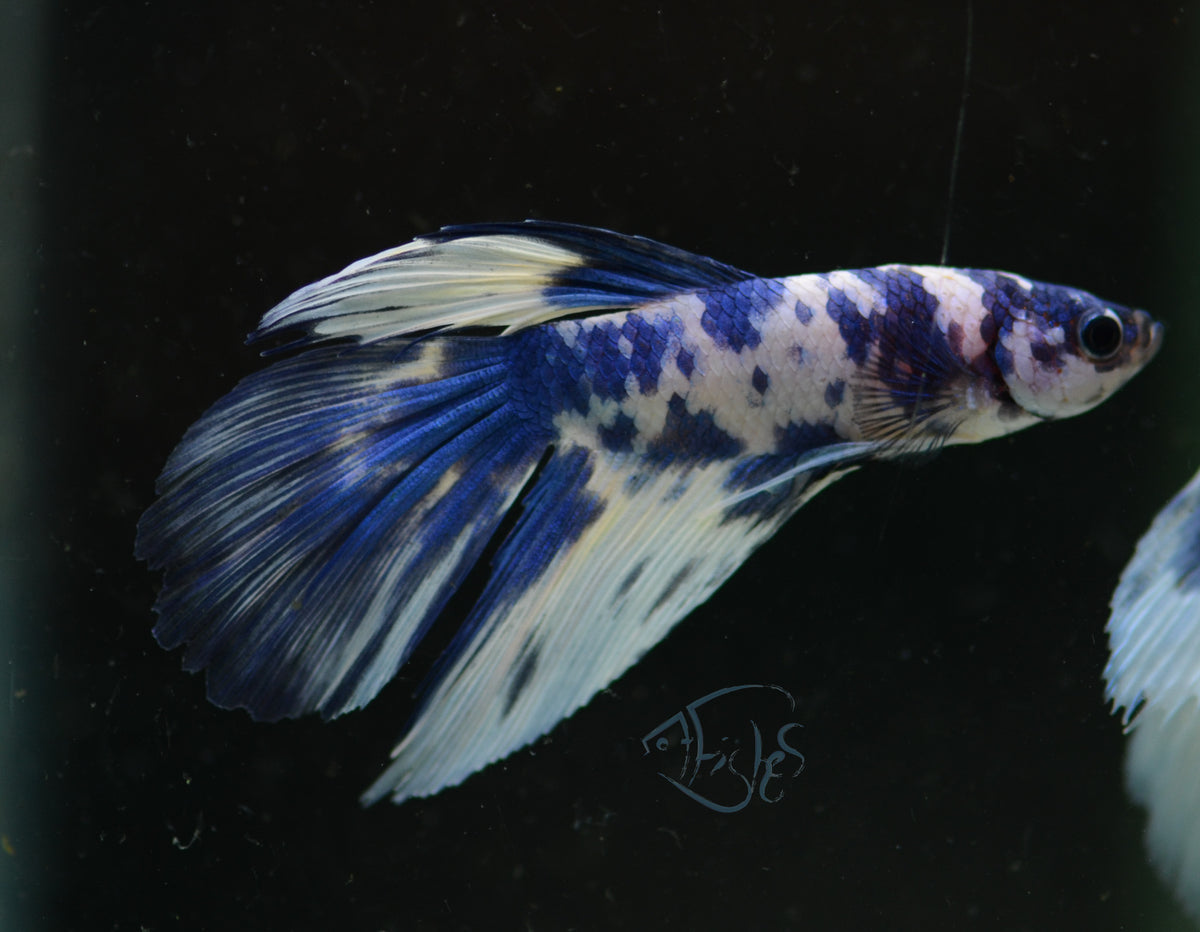 Assorted Blue Marble Delta-tail Male