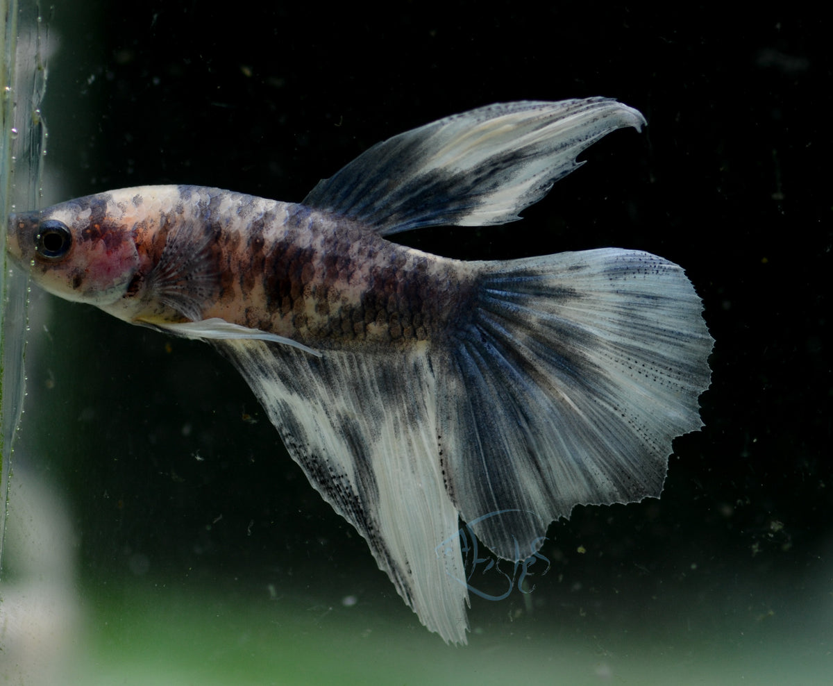 Assorted Blue Marble Delta-tail Male