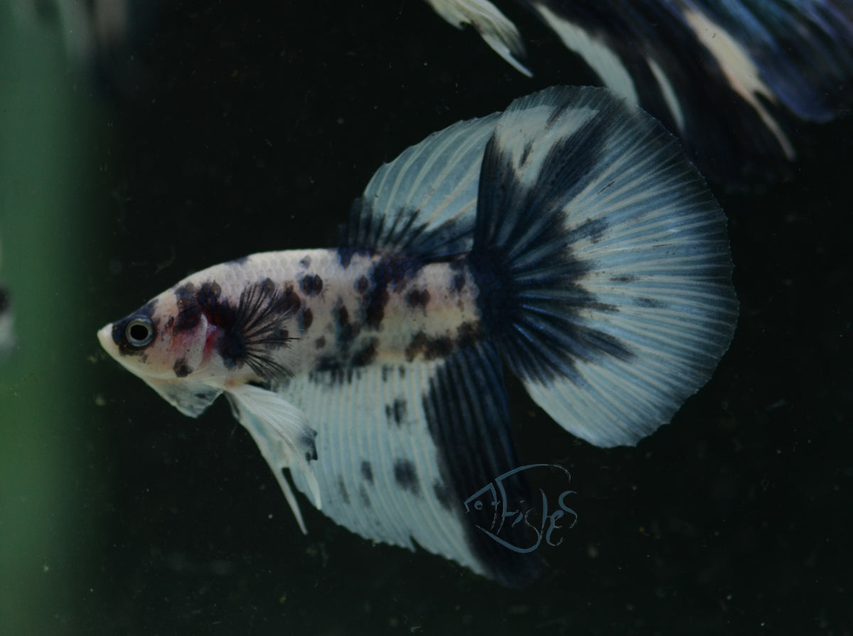 Assorted Blue Marble Delta-tail Male