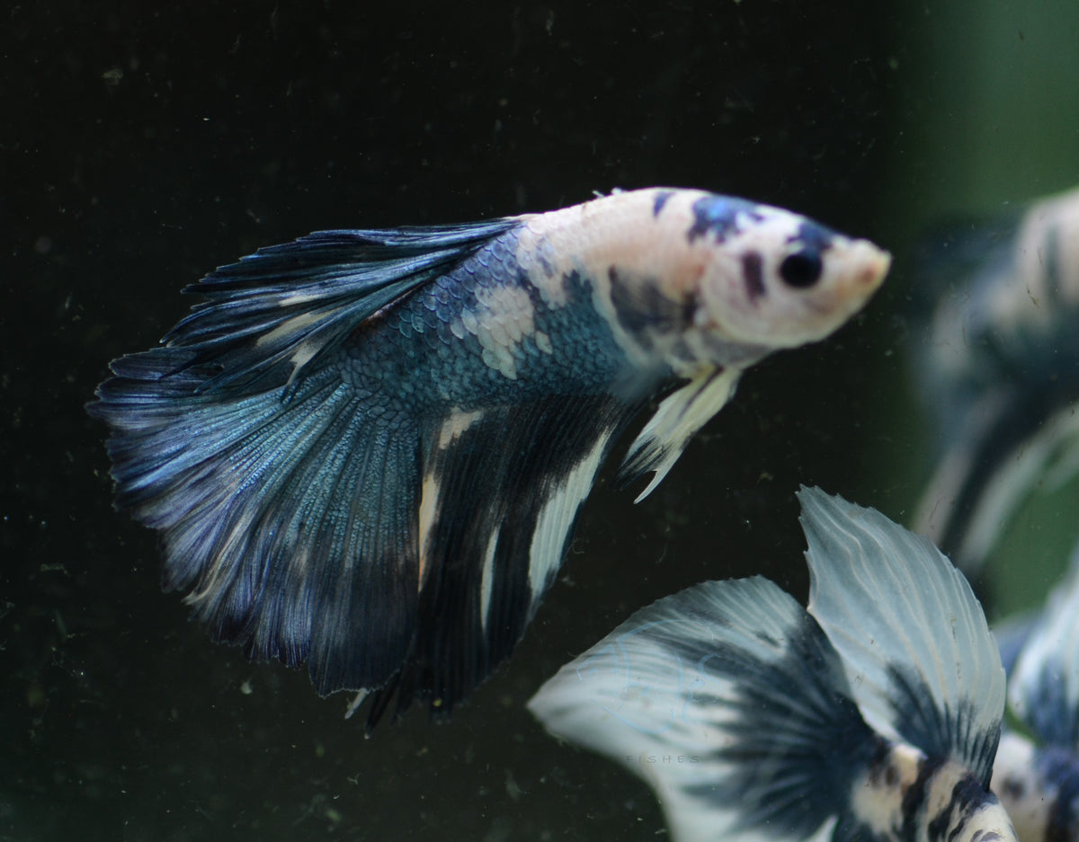 Assorted Blue Marble Delta-tail Male