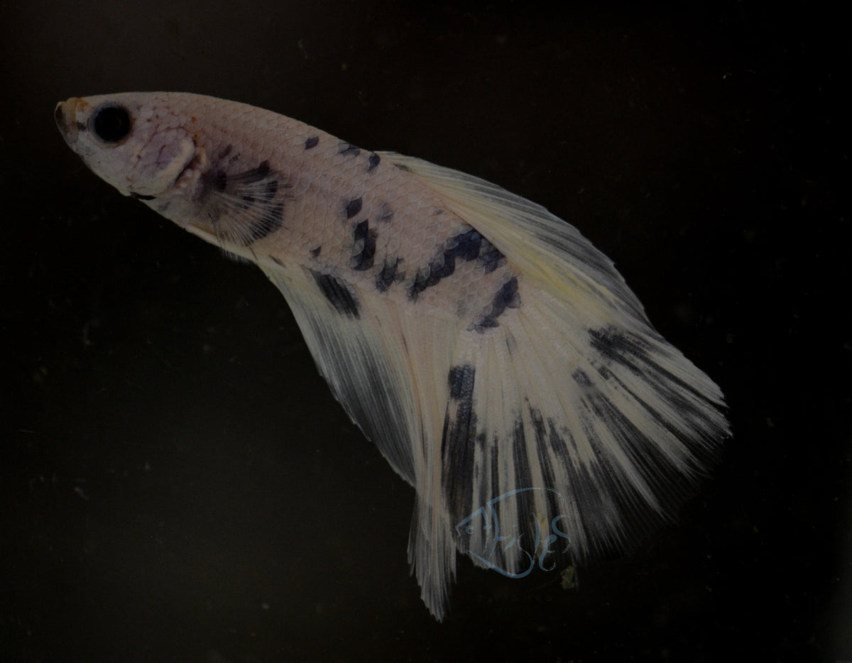 Assorted Blue Marble Delta-tail Male