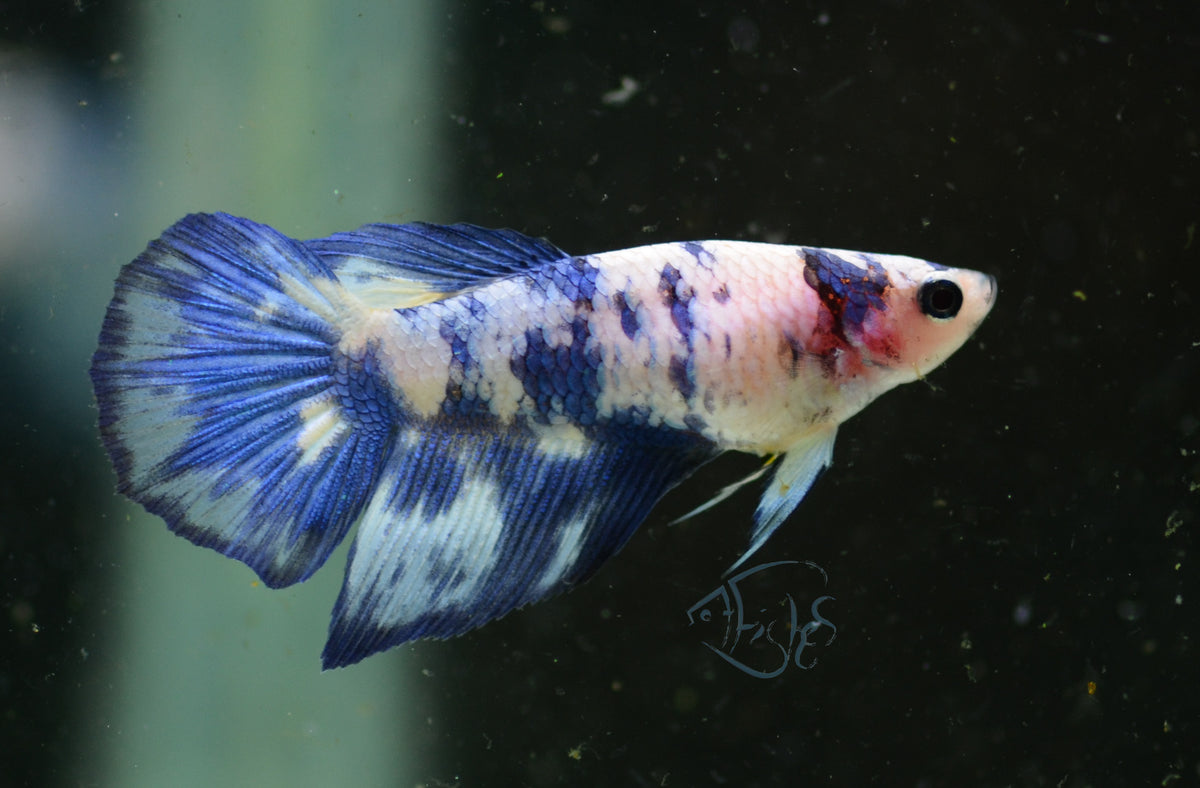 Blue Marble Delta-tail Female