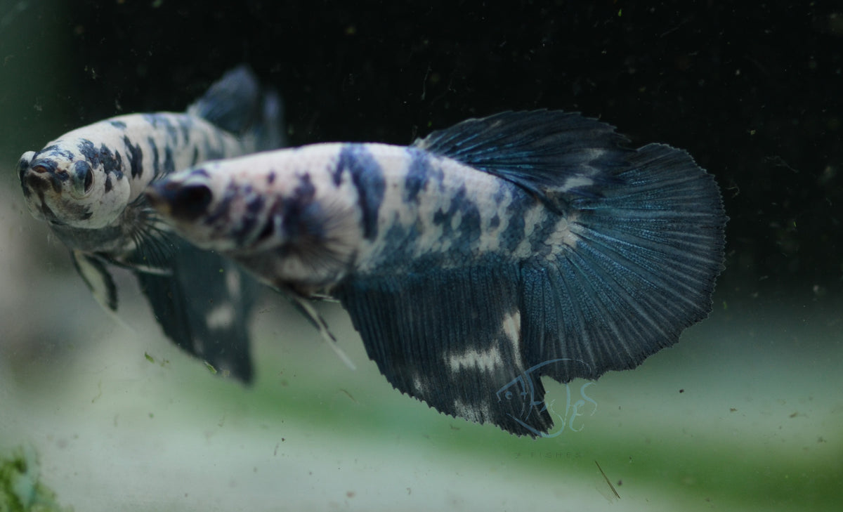 Blue Marble Delta-tail Female